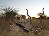 hunting_kudu_018.JPG