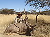 hunting_kudu_022.JPG