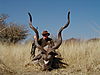 hunting_kudu_073.jpg