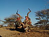 hunting_kudu_077.JPG