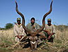 hunting_kudu_078.jpg