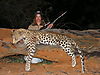 hunting_leopard_001.jpg