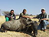 hunting_wildebeest_013.jpg