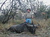 hunting_wildebeest_016.JPG