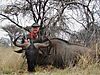 hunting_wildebeest_018.jpg