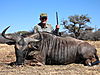 hunting_wildebeest_033.JPG