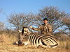 hunting_zebra_0031.jpg