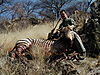 hunting_zebra_004.jpg