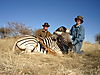 hunting_zebra_0051.JPG