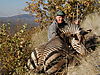 hunting_zebra_007.jpg