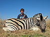 hunting_zebra_0131.JPG