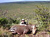 hunting_zebra_027.JPG