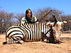 hunting_zebra_032.JPG