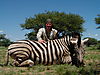 hunting_zebra_036.JPG