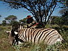 hunting_zebra_048.jpg