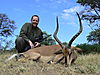 impala-black-faced-01.JPG