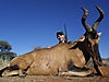 ivan-red-hartebeest.jpg