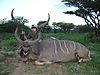 kudu-hunting3.JPG