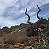 kudu55.JPG