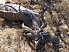 kudu_in_situ2.JPG