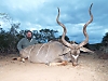 kudu_pic.jpg