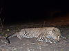 leopard-hunting7.JPG