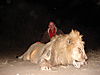 lion-chasse-tanzanie.JPG