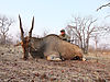 livingston-eland.jpg