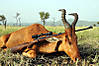 neumanns-hartebeest-hunting.jpg