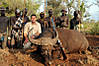 nile-buffalo-hunting.jpg