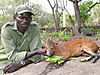 red-flanked-duiker-02.JPG