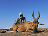 red-hartebeest-bull.jpg