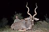 shannon_hunted_kudu.JPG