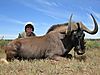 teresa_hunted_blackwildebeest1.JPG