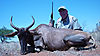 tsessebe-bull.jpg