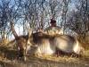 waterbuck_03.jpg