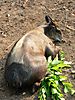 yellow-back-duiker-01.JPG