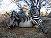 zebra-hunting-2007-01.jpg