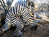 zebra-hunting-2007-03.jpg