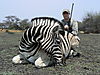 zebra-plain-01.JPG