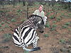 zebra-plain-04.JPG