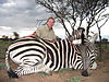 zebra-plain4.JPG