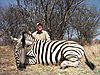 zebra-plain6.jpg