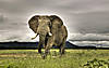 African_Bush_Elephant.jpg
