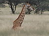 African_Safari_2010_075.jpg