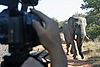 Botswana_Elephant_Photo_by_Steve_Scott_jpg.jpg