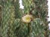 Cactus_Flower2.JPG