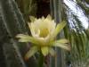 Cactus_Flower3.JPG