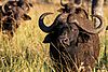 Cape_Buffalo5.jpg