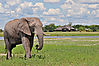 Elephant_at_lodge.jpg